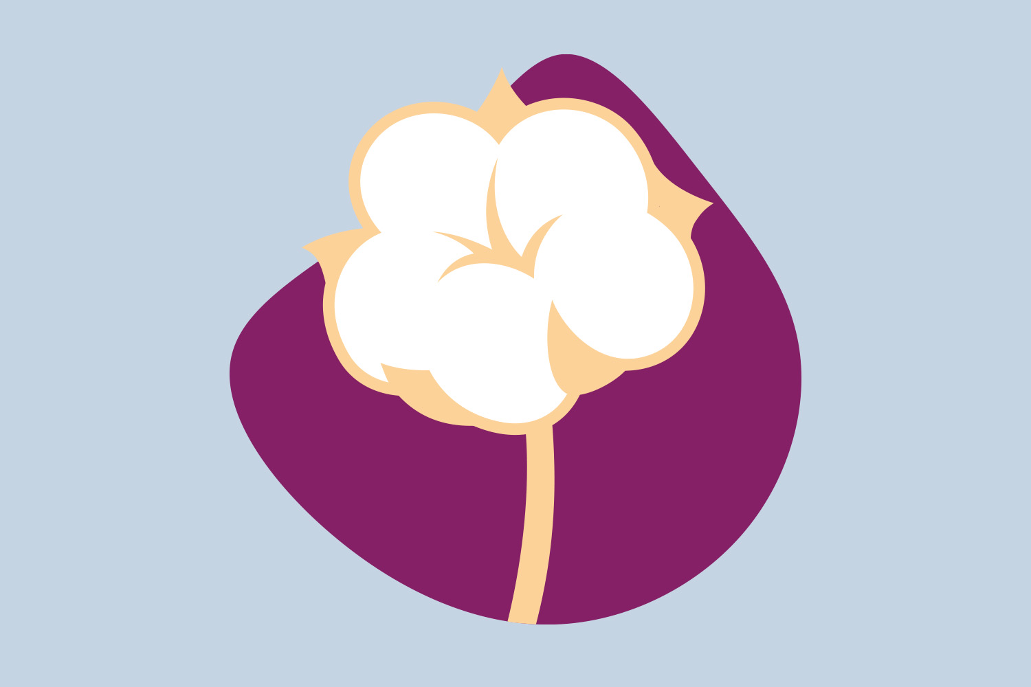 Illustration of a Egyptian cotton bolls